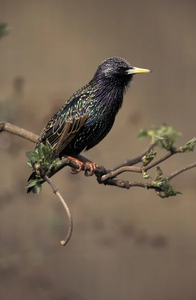 Starling — Stockfoto