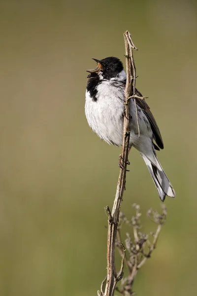 Emberiza schoeniclus Reed kiraz kuşu — Stok fotoğraf