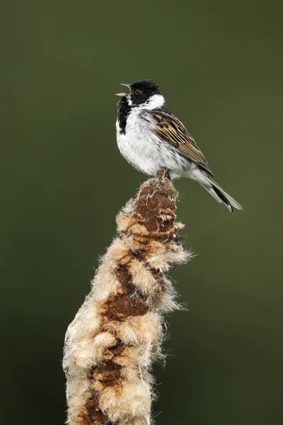 Potrzos, emberiza schoeniclus — Zdjęcie stockowe