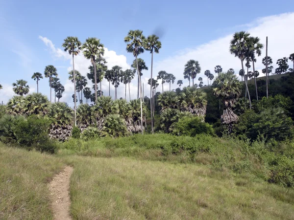 Остров Ринка, Национальный парк Комодо — стоковое фото