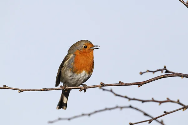 Vörösbegy-erithacus rubecula — Stock Fotó