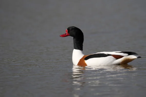 Canard d'Amérique, Tadorna tadorna — Photo