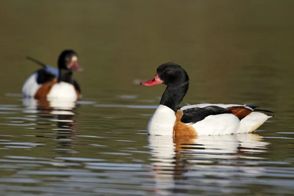 Bergeend, tadorna tadorna — Stockfoto