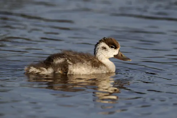 Canard d'Amérique, Tadorna tadorna — Photo