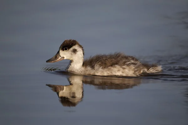 Gravand, tadorna tadorna — Stockfoto