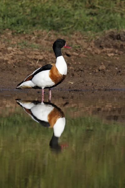 Gravand, tadorna tadorna — Stockfoto