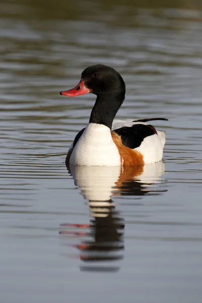 Canard d'Amérique, Tadorna tadorna — Photo