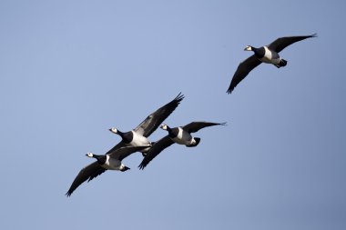Barnacle Goose, Branta lökosisi