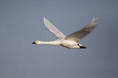 Bewick's kuğu, kuğu columbianus