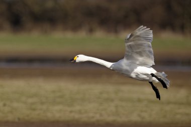 Bewick's kuğu, kuğu columbianus