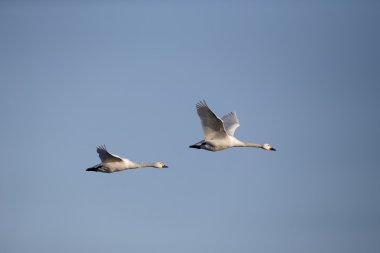 Bewick's kuğu, kuğu columbianus