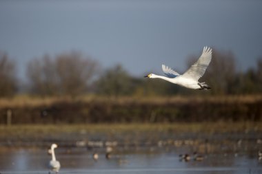 Bewick's kuğu, kuğu columbianus