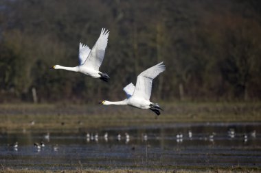 Bewick's kuğu, kuğu columbianus