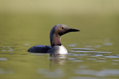 Kara gerdanlı dalgıç, gavia arctica