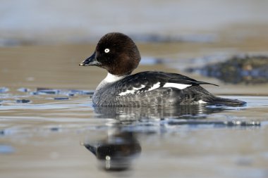GoldenEye'yı, bucephala clangula