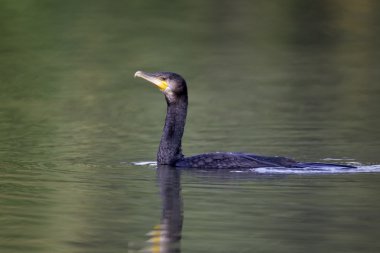 karabatak phalacrocorax carbo