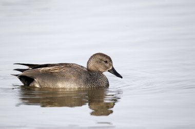 kalabalık, loxia curvirostra