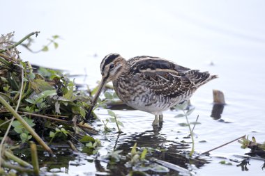 Ortak Snipe, Gallinago gallinago