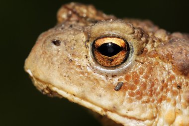 ortak kurbağa, bufo bufo