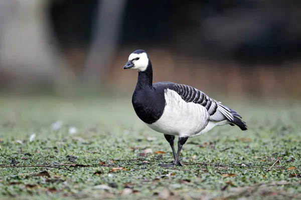 Barnacle Goose, Branta lökosisi — Stok fotoğraf