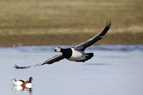 白额黑雁，branta leucopsis — 图库照片