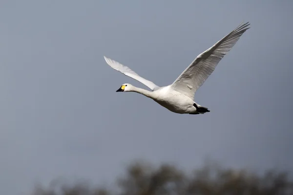 Labuť malá, cygnus columbianus — Stock fotografie