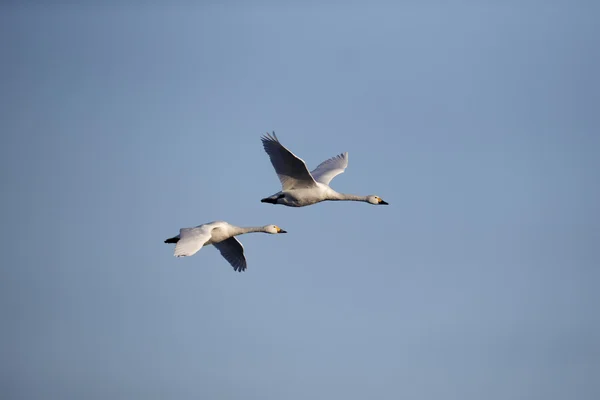 Bewick w łabędzia, cygnus columbianus — Zdjęcie stockowe