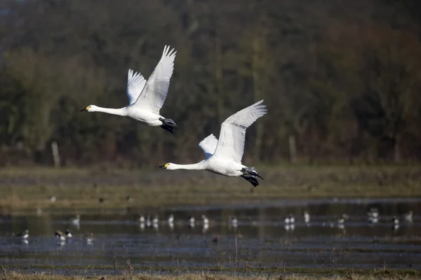 Labuť malá, cygnus columbianus — Stock fotografie