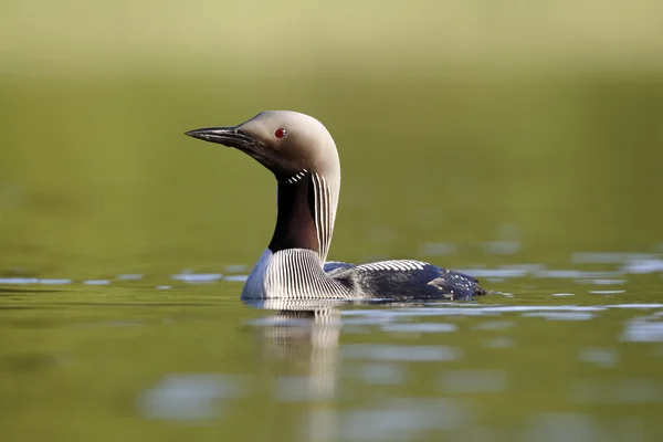 Prachttaucher, Gavia arctica — Stockfoto