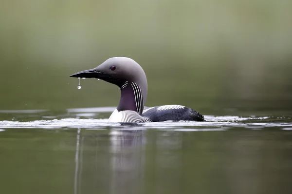 Wijnrode duiker, gavia arctica — Stockfoto