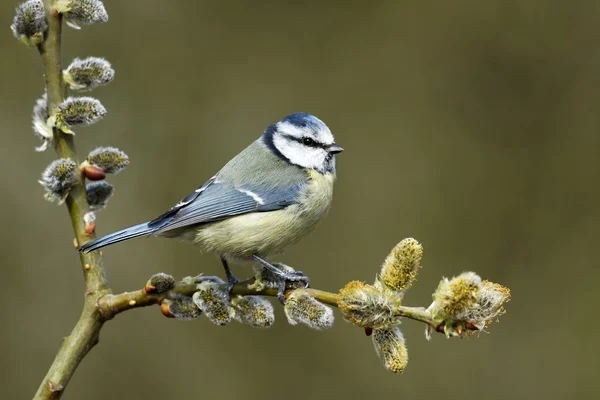 Mavi baştankara, parus caeruleus — Stok fotoğraf