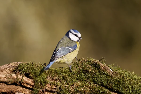 Teta azul, Parus caeruleus — Foto de Stock