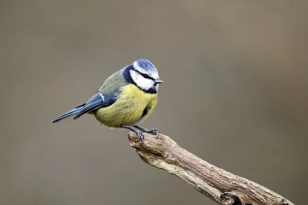 青シジュウカラ、ヤマガラ caeruleus — ストック写真