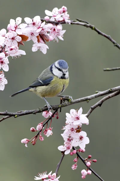 青シジュウカラ、ヤマガラ caeruleus — ストック写真