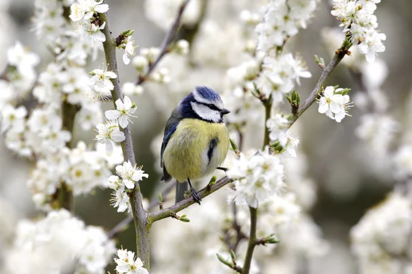 青シジュウカラ、ヤマガラ caeruleus — ストック写真