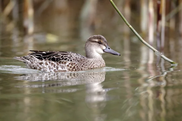 Garganey duck, Anas querquedula — Stock Photo, Image