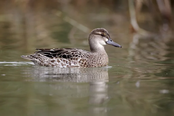 Pato Garganey, Anas querquedula — Fotografia de Stock