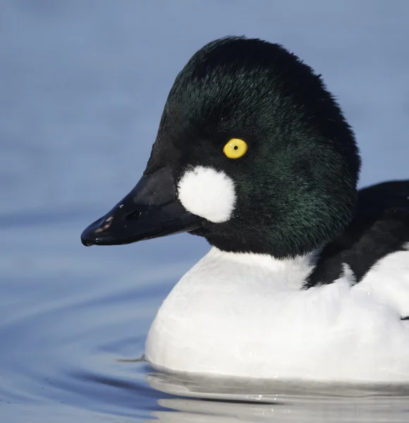 Goldeneye, Bucephala clangula — Stockfoto