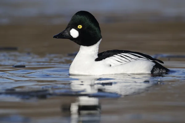 Knipa, bucephala clangula — Stockfoto