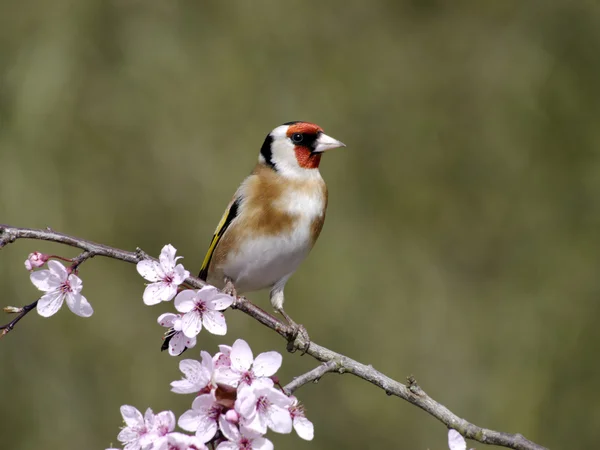 Goldfinch, Carduelis carduelis — Stock Photo, Image