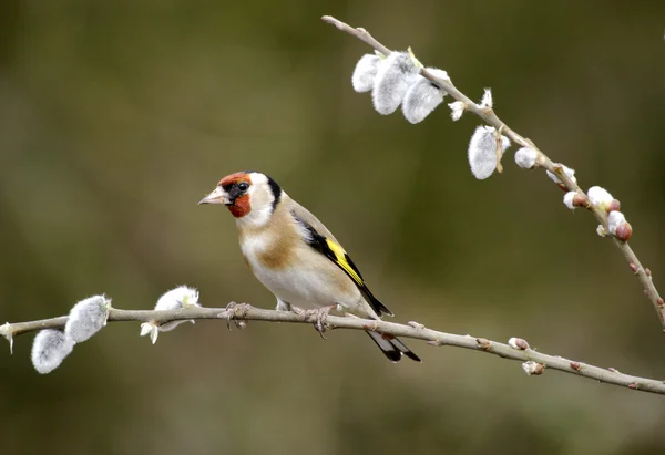 Goldfinch, Carduelis carduelis — Stockfoto