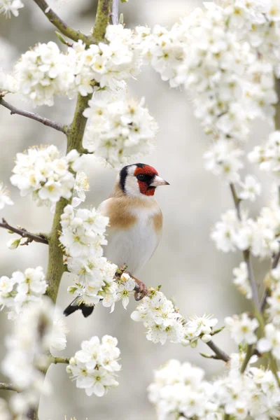 ゴールドフィンチ carduelis carduelis — ストック写真