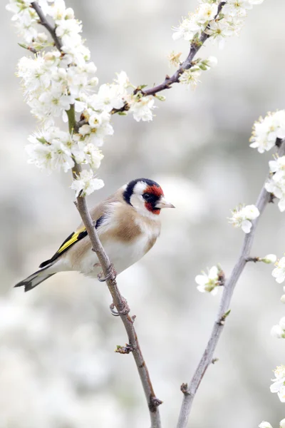 Szczygieł, carduelis carduelis — Zdjęcie stockowe