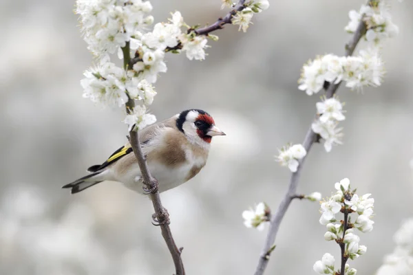 Szczygieł, carduelis carduelis — Zdjęcie stockowe