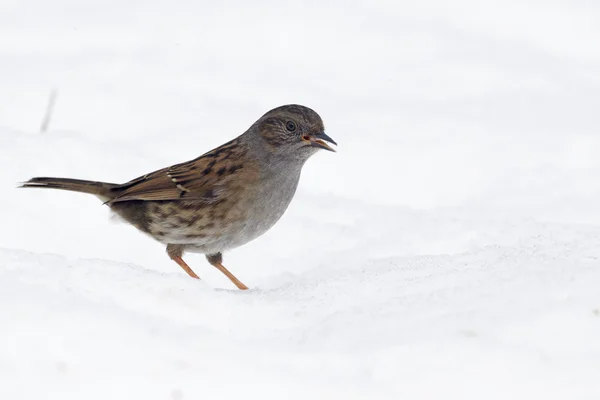 Alpenstrandläufer, Prunella modularis — Stockfoto