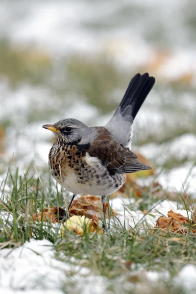 Campo, Turdus pilaris — Foto de Stock