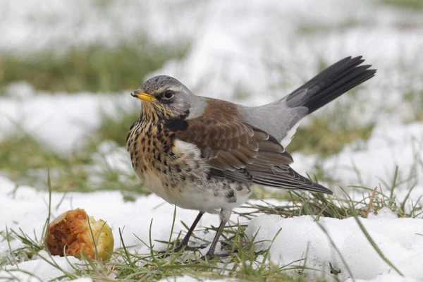 Drozd kvíčala, turdus pilaris — Stock fotografie