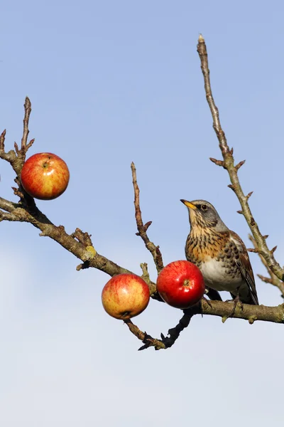 Björktrast, turdus pilaris — Stockfoto