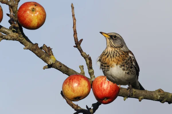 Fieldfare，鸫 pilaris — 图库照片