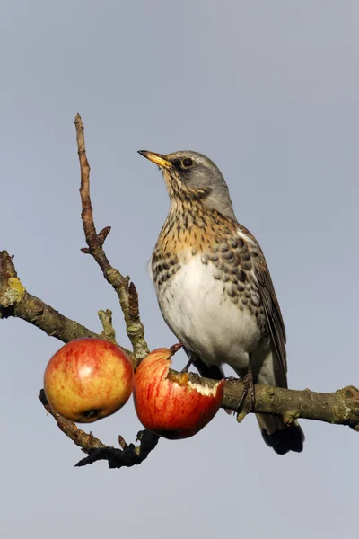 Fieldfare, Turdus pilaris — Stock Photo, Image